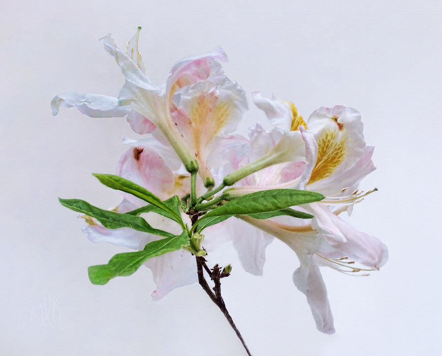 White Exbury Azalea Blooms Photograph by Louise Kumpf