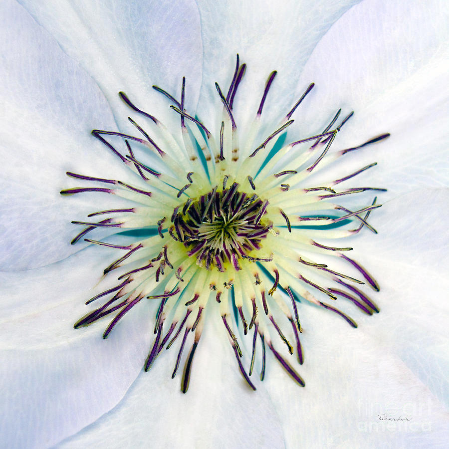 White Expressive Clematis Flower Macro Photo 4922 Photograph by Ricardos Creations