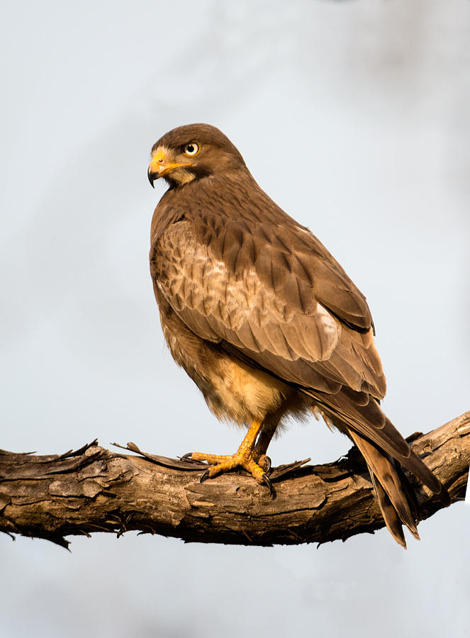 white eyed buzzard