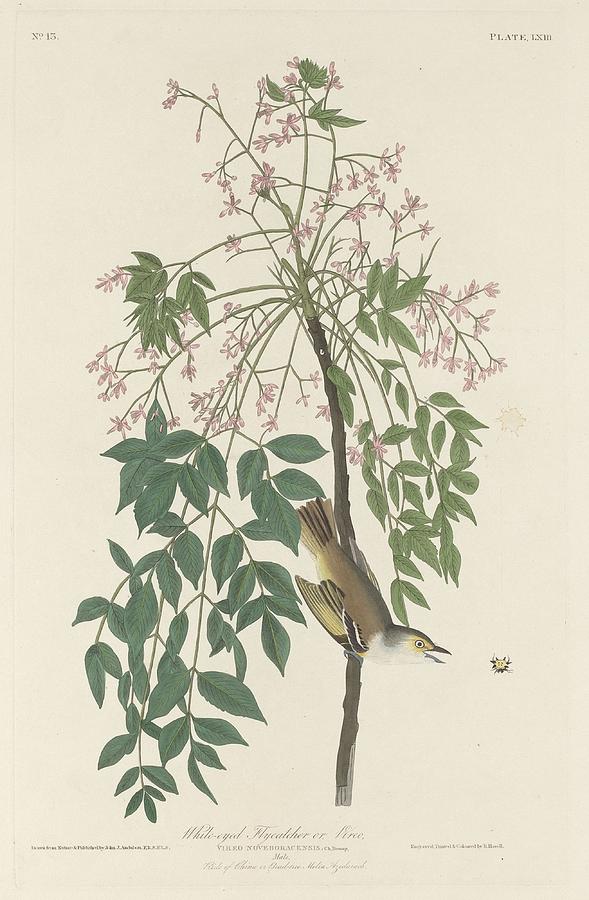 John James Audubon Drawing - White-Eyed Flycatcher by Dreyer Wildlife Print Collections 
