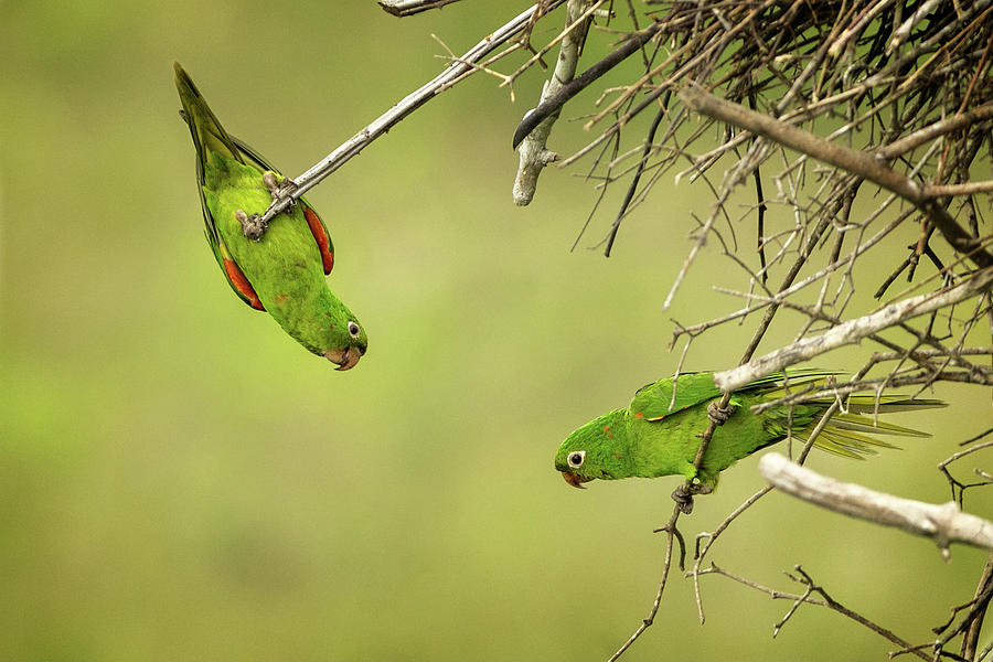 White Eyed Parakeets, South America Photograph by Steven Upton