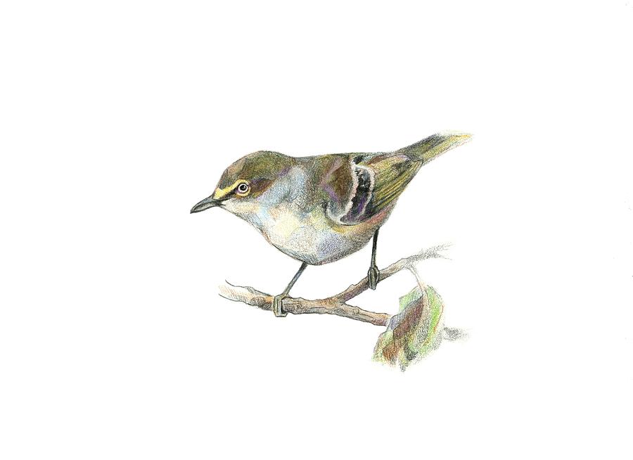 White-eyed Vireo Drawing by Abby McBride