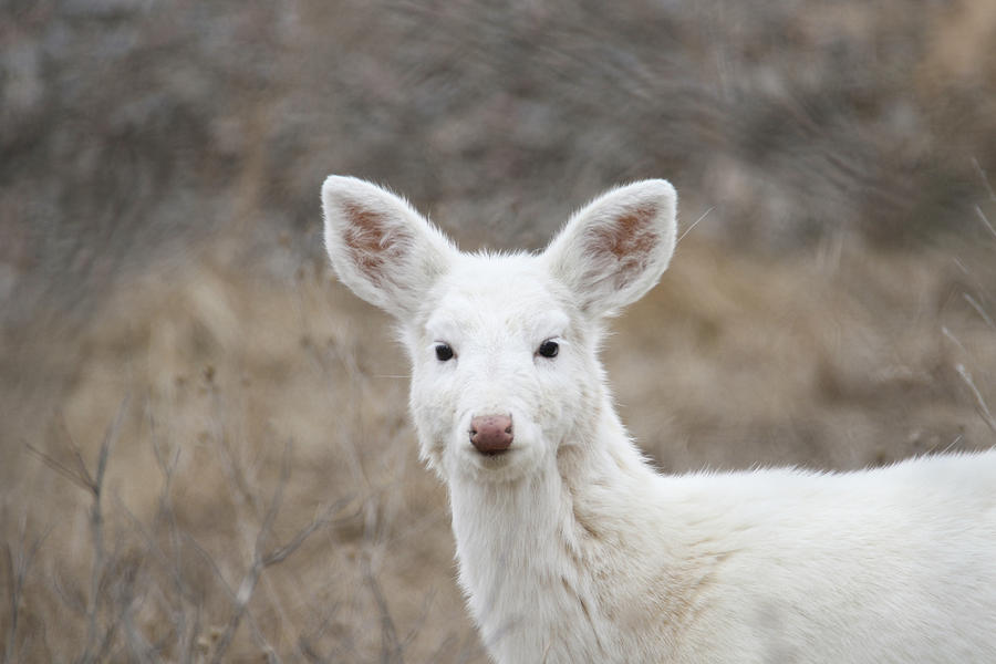 White Face Photograph by Brook Burling