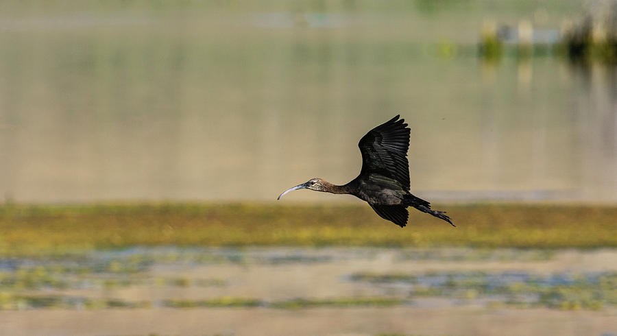 White Face Ibis in flight Photograph by Rick Mosher