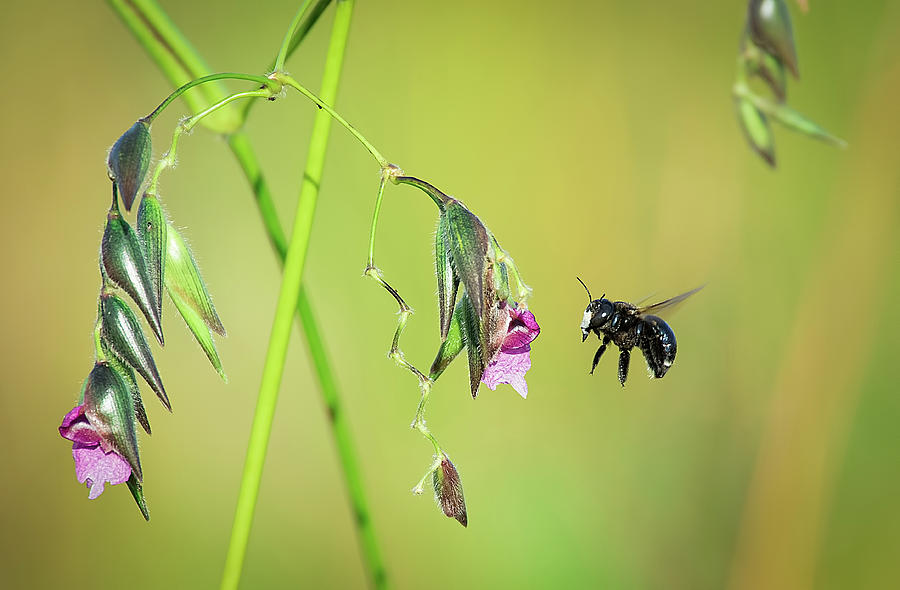 White-Faced Bee Photograph by Richard Goldman