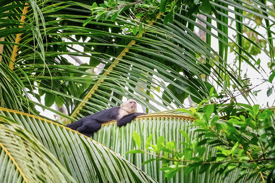 White Faced Capuchin Monkey Costa Rica II Photograph