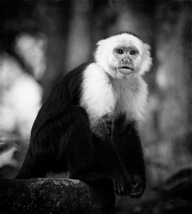 White Faced Capuchin Monkey Costa Rica III BW Photograph by Joan Carroll
