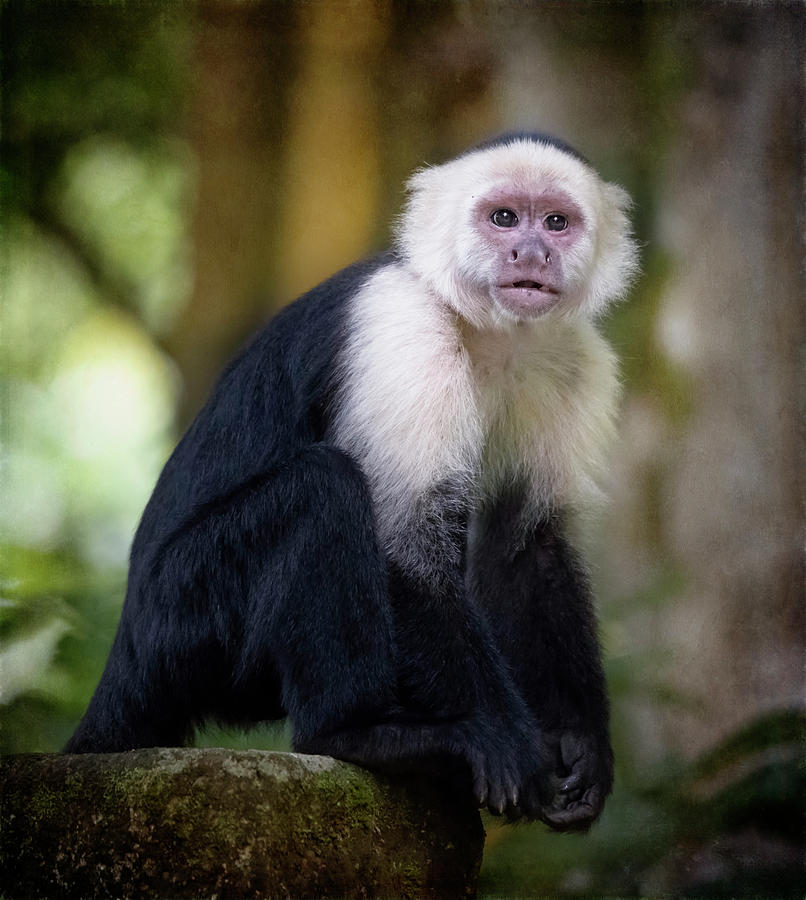 White Faced Capuchin Monkey Costa Rica III Photograph by Joan Carroll