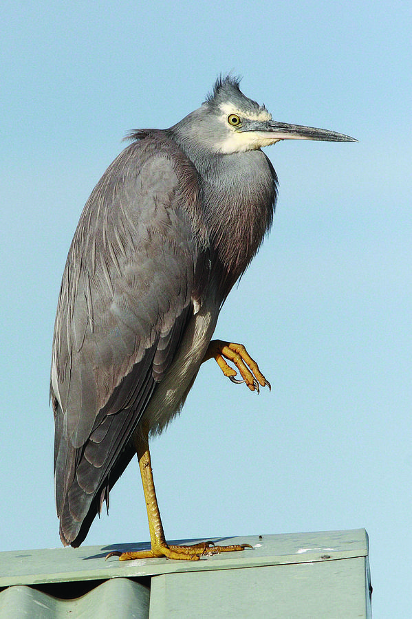 White-faced Heron 15A Photograph by Tony Brown