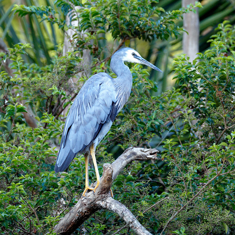 White Faced Heron Photograph by Nicholas Blackwell