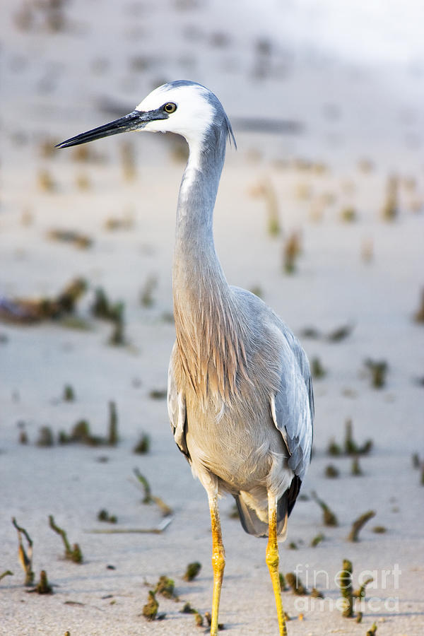 White Faced Heron Photograph by Jorgo Photography