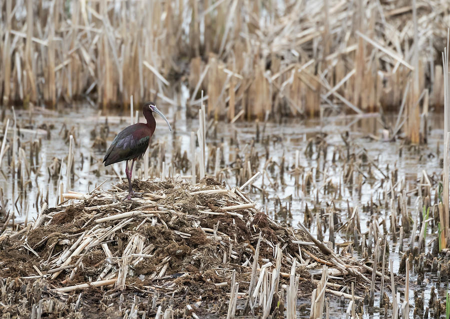 White-faced Ibis 2017-1 Photograph by Thomas Young
