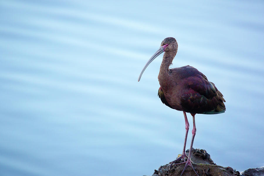 Wildlife Photograph - White-faced Ibis by Brian Knott Photography