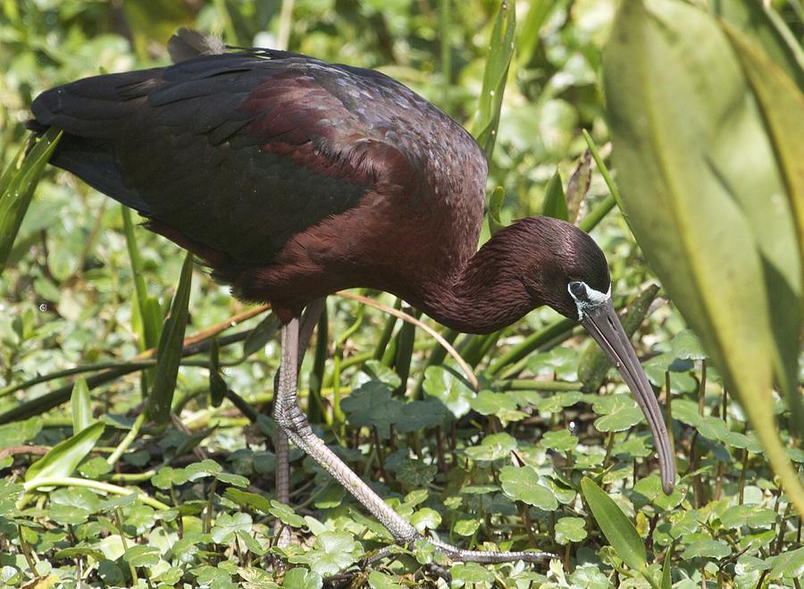 Glossy Ibis Photograph by Dee Carpenter