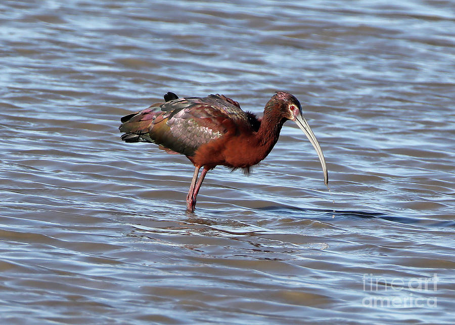 White-faced ibis Photograph by Elizabeth Winter