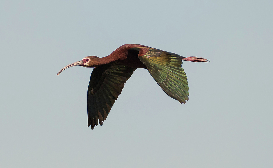 White Faced Ibis Flyby Photograph by Loree Johnson