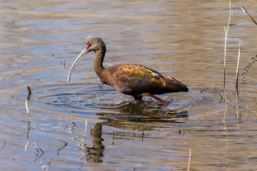 White-faced Ibis in Breeding Plumage Photograph by Kathleen Bishop