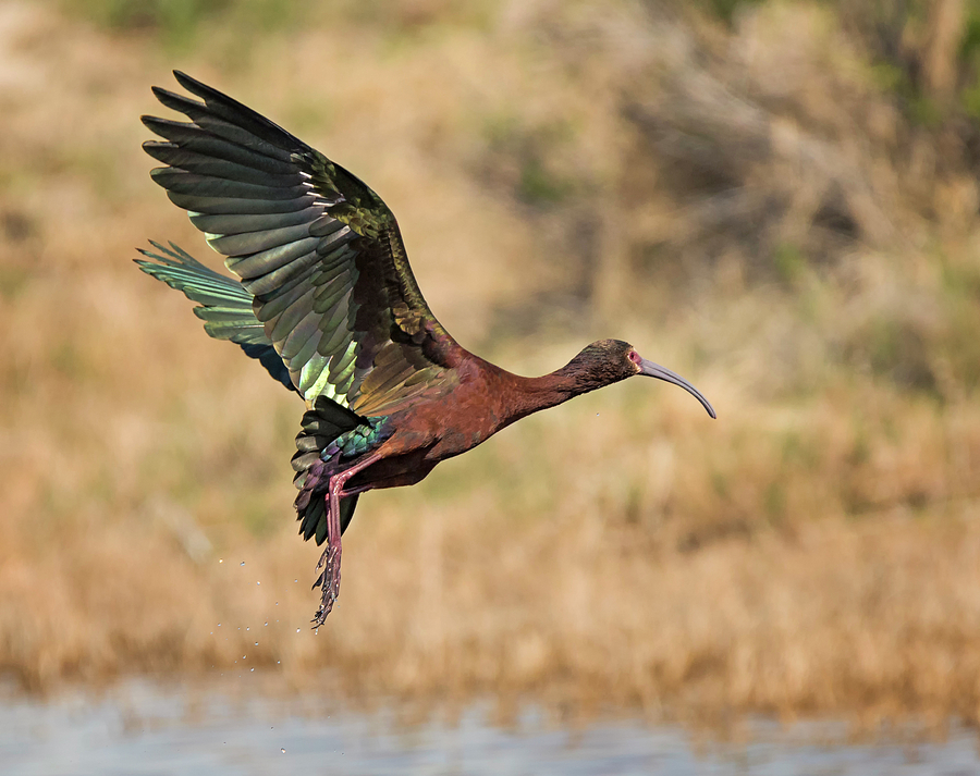 White Faced Ibis in Flight Photograph by Loree Johnson