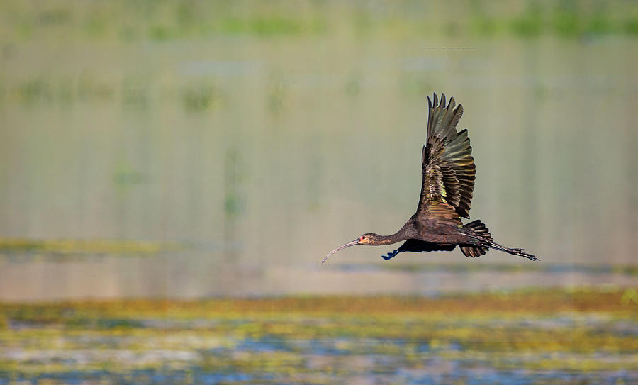 White Faced Ibis in flight  Photograph by Rick Mosher