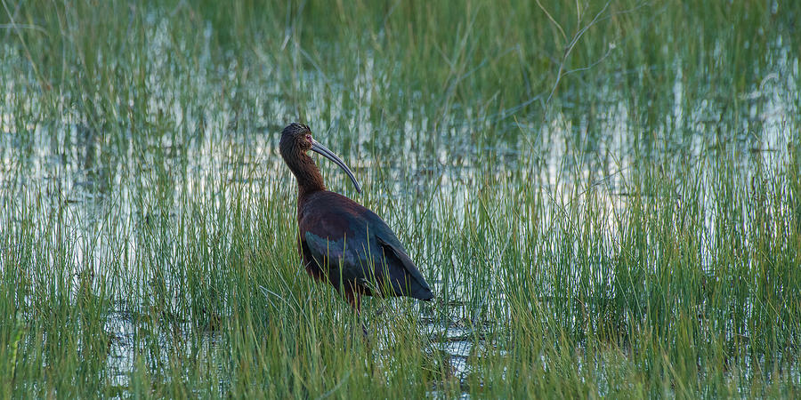 White-Faced Ibis In Idaho Photograph by Yeates Photography