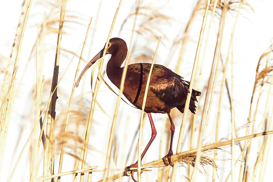 Ibis In Reeds Photograph by Robert Frederick