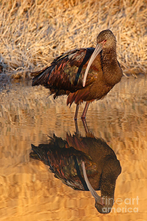 White-faced Ibis Reflecting On Late Spring Morning Photograph by Max Allen