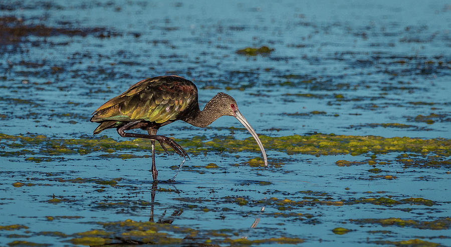 White Faced Ibis Photograph by Rick Mosher