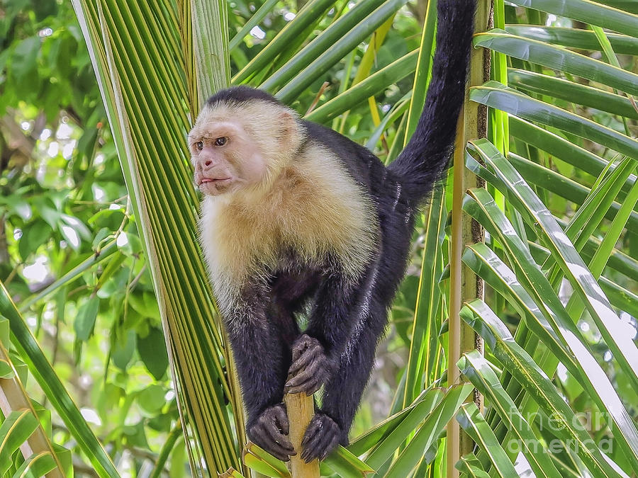 White faced monkey in a tree Photograph by Patricia Hofmeester