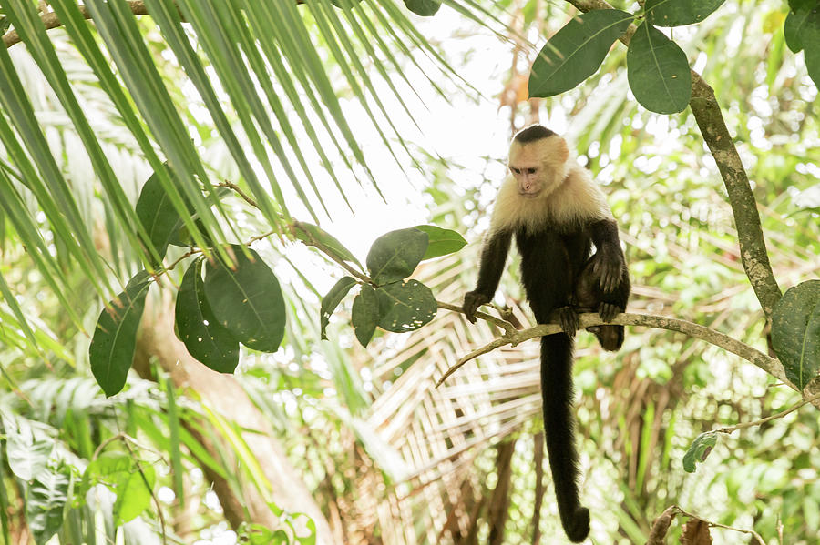 White faced monkey on a branch Photograph by Garry Loss