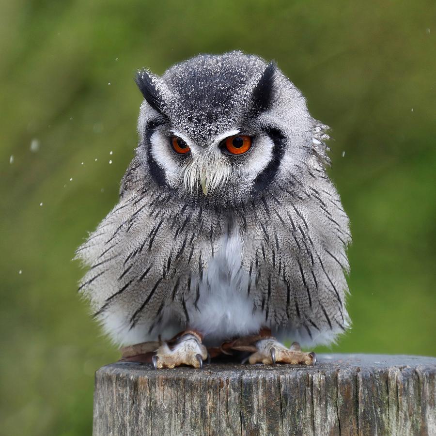 White faced Owl Photograph by James Kenning - Fine Art America