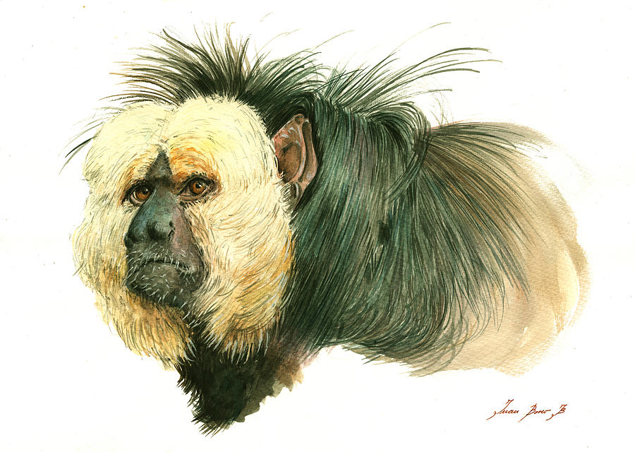 Saki Monkey Painting - White Faced Saki Monkey by Juan Bosco