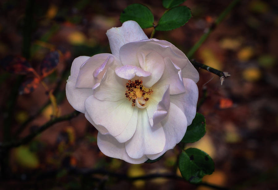 White Fairy Rose 010 Photograph by George Bostian