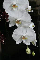 White Falling Flower Photograph