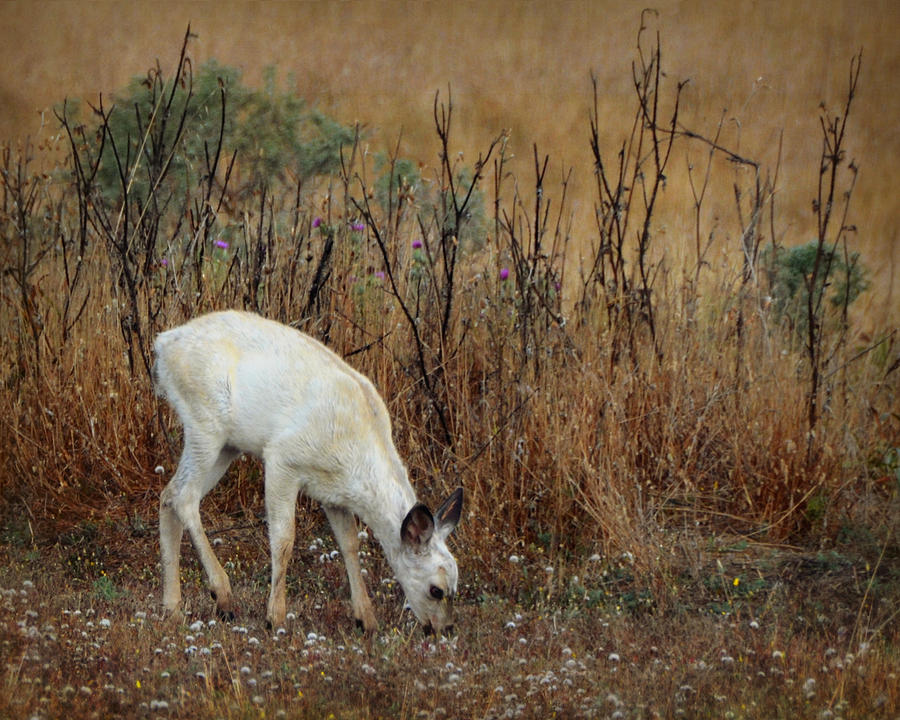 White Fawn Photograph by Carla Parris
