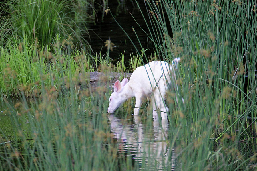 White Fawn Drinking in Creek Photograph by Brook Burling