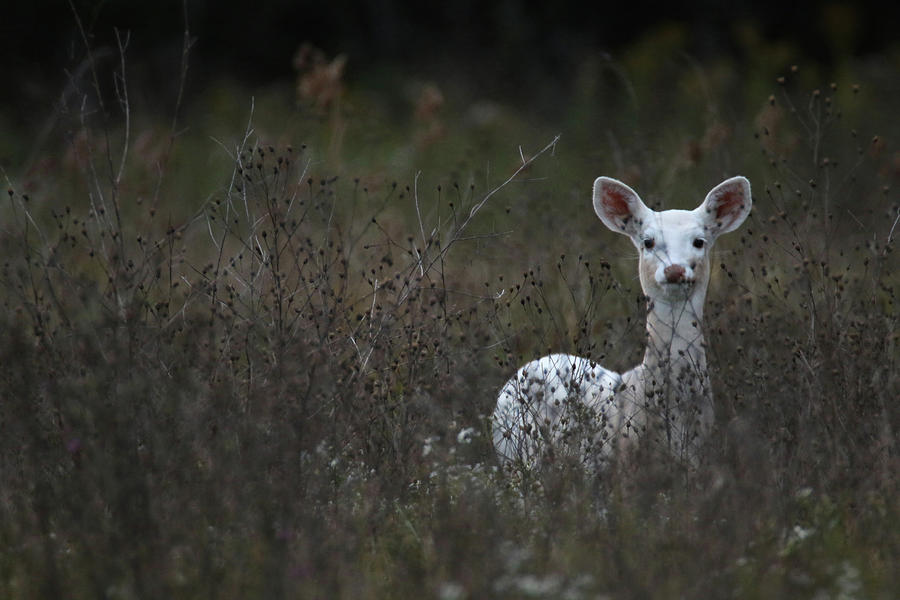 White Fawn in Weeds Photograph by Brook Burling