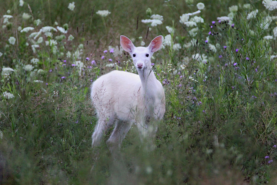 White Fawn In Wildflowers 2 Photograph by Brook Burling