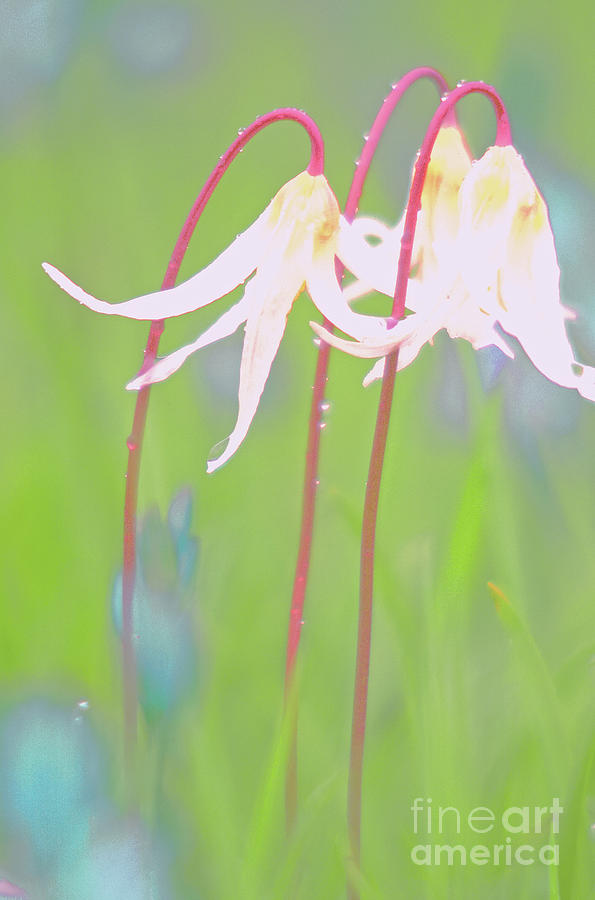 Spring Photograph - White Fawn Lilies in the Rain by Jill Greenaway