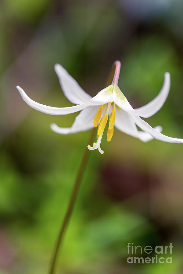 White Fawn Lily Bc Photograph