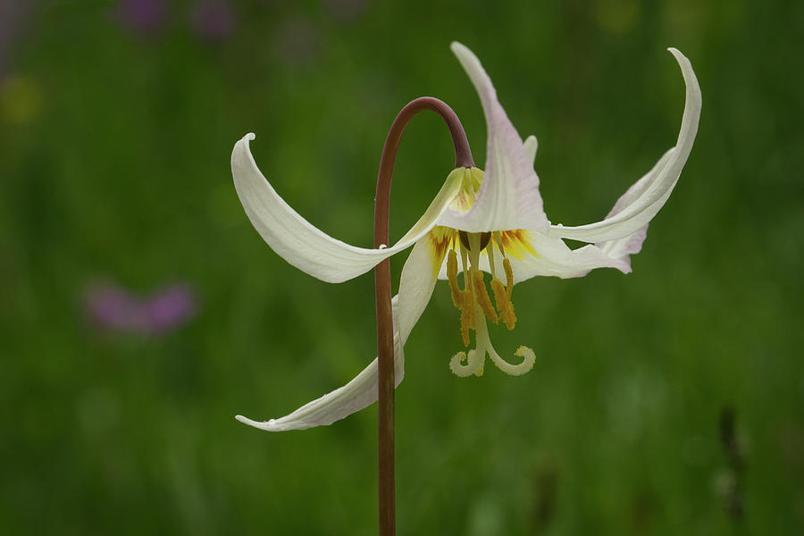 White Fawn Lily Photograph by Inge Riis McDonald