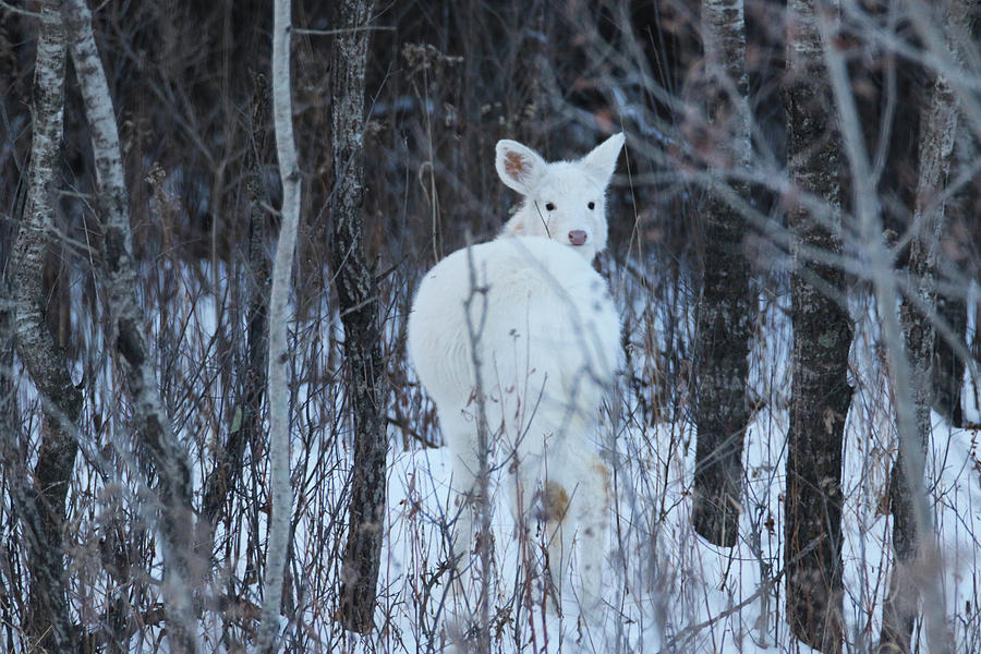White fawn look back Photograph by Brook Burling