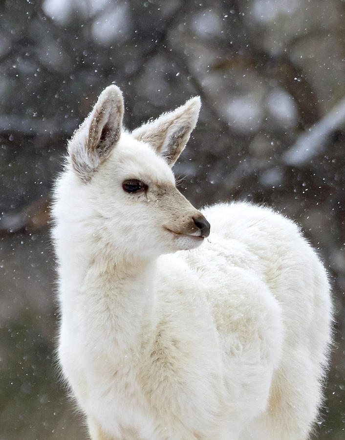 White Fawn Portrait Photograph by Mindy Musick King