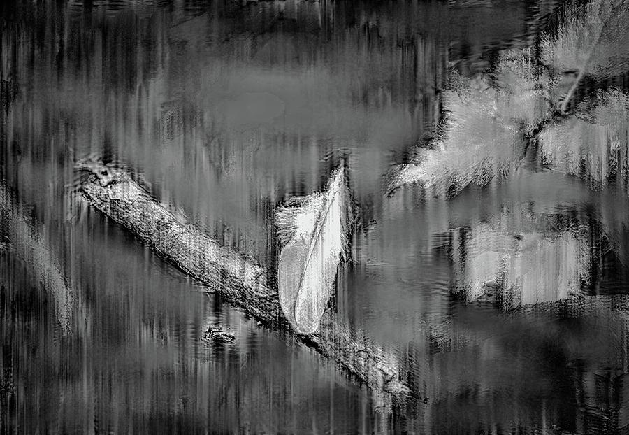 White Feather BW #g7 Photograph by Leif Sohlman