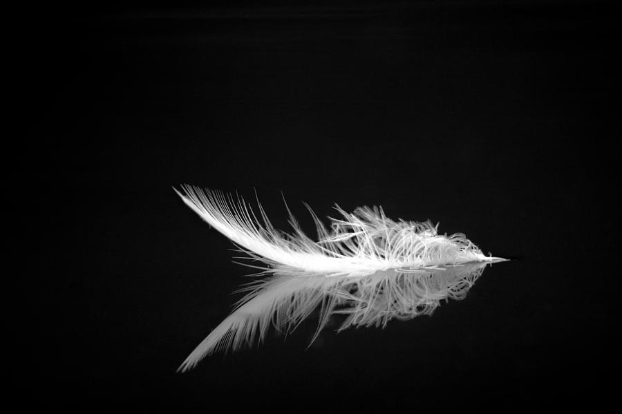 White Feather Photograph by Jeff Phillippi