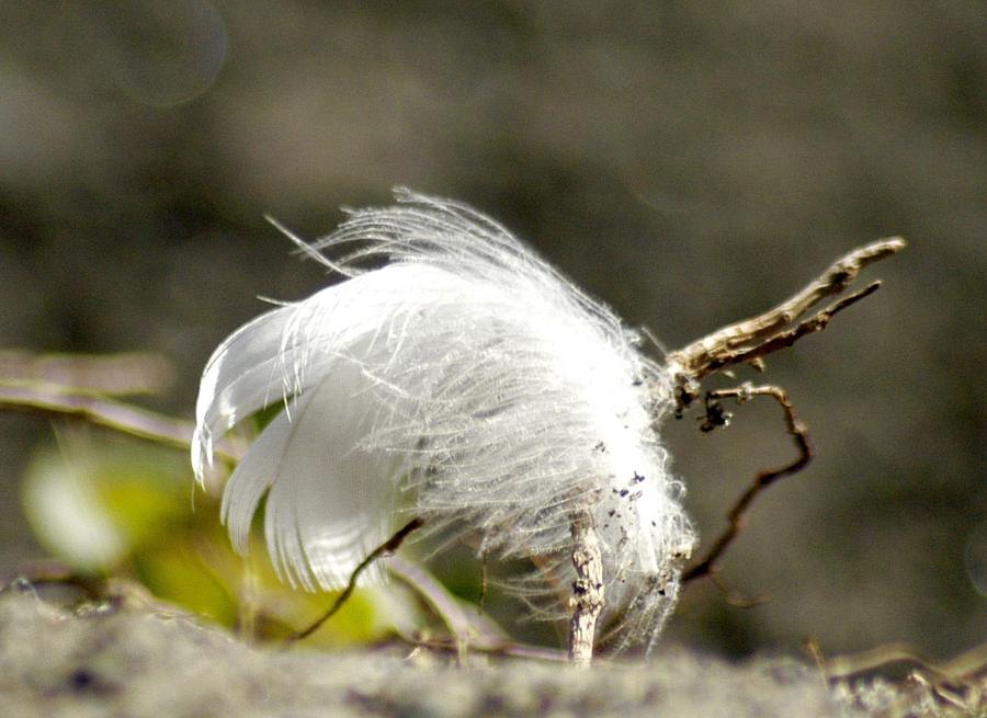 White Feather Photograph by Lori Seaman