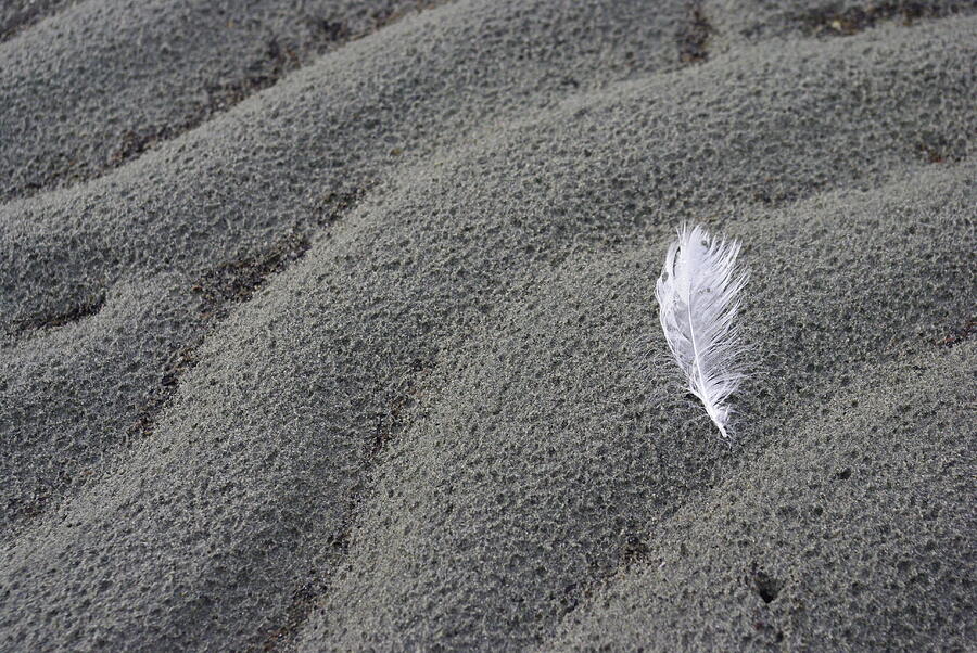 White Feather Photograph by Marilyn Wilson