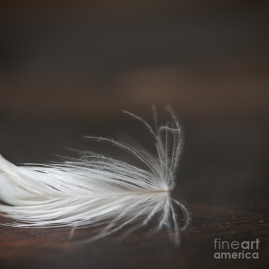 White feather photo Carried away Photograph by Ivy Ho