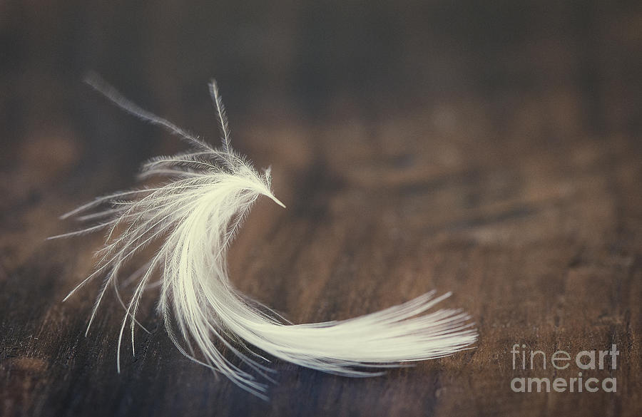 White feather photo Wings Photograph by Ivy Ho