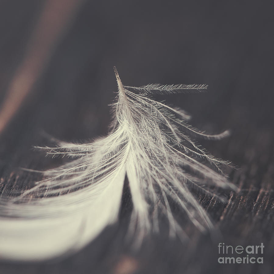 Feather Photograph - White feather photo Zen by Ivy Ho