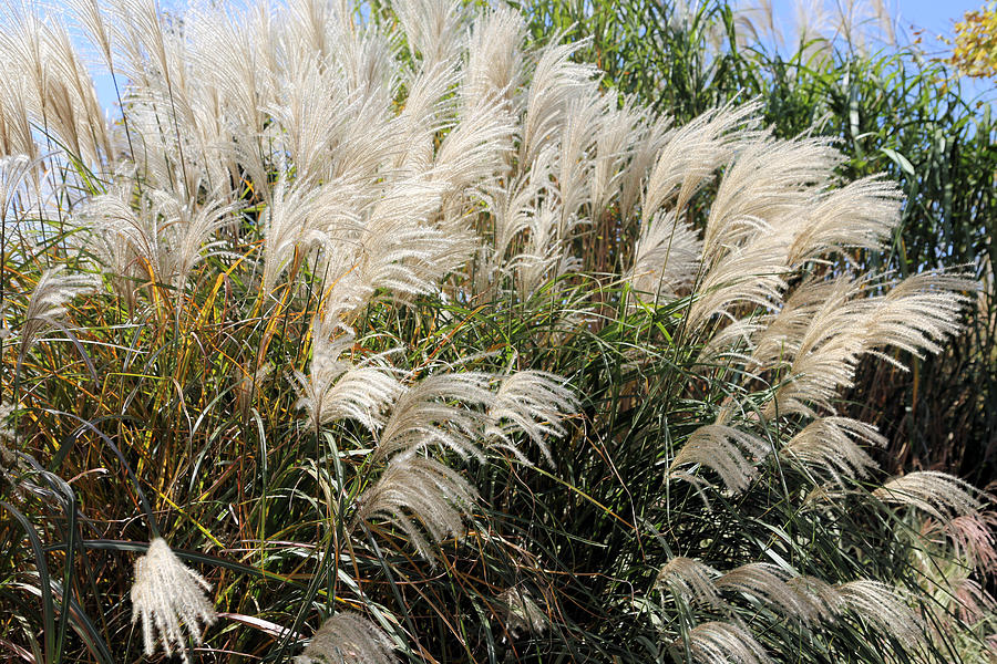 White Feather Pompas Grass Photograph by Theresa Campbell
